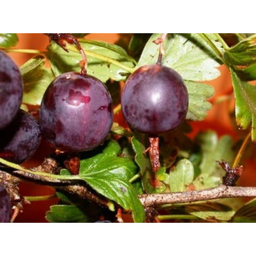 Перейти на страницу товара Крыжовник Северный капитан, С5