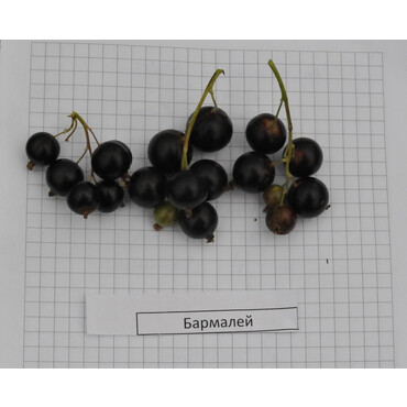 Смородина черная Бармалей, С5