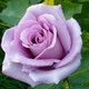 Роза чайно-гибридная Голубой Нил (Ниль блю), С7