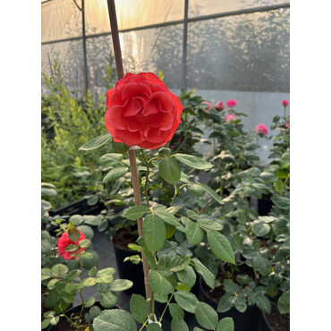 Перейти на страницу товара Роза чайно-гибридная Голд перпл штей, С7