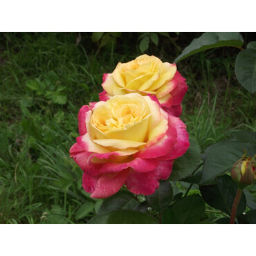 Перейти на страницу товара Роза чайно-гибридная Восточный экспр, С7