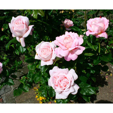 Кликните для увеличения изображения