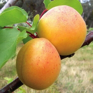 Абрикос Орловчанин С10