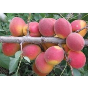 Абрикос Саратовский рубин С7