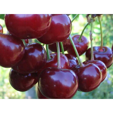 Вишня Радонеж 1-2 года, С4