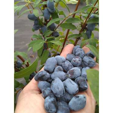 Жимолость съедобная Boreal Beauty, С5 New