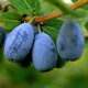 Жимолость съедобная Блю треже, С3 New
