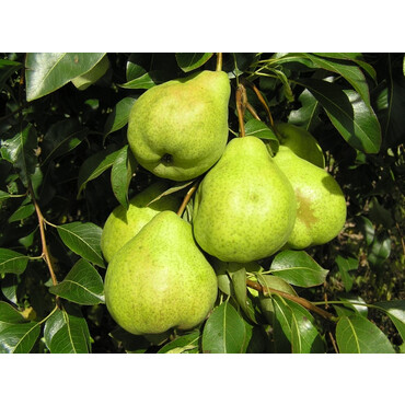 Груша летняя Августовская роса 3-4 года, С10