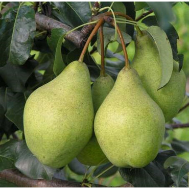 Груша осенняя Просто Мария 1 год, С4
