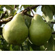 Груша зимняя Завея 1 год, С4