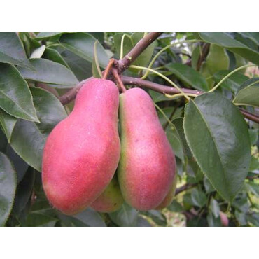 Груша зимняя Талгарская красавица 3-4 года, С10