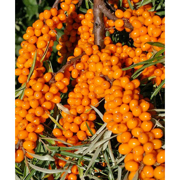 Облепиха женская Елизавета 1 год, С4