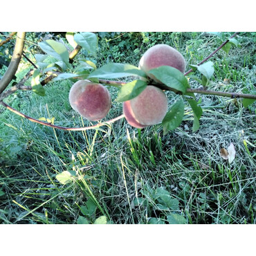 Персик Нечай 1 год, С4