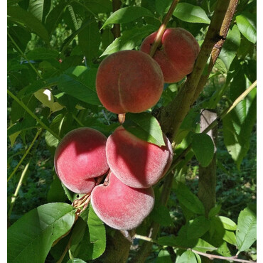 Персик Пижон 2 года, С10