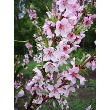 Персик Елгавский 1 год, С4