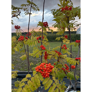 Рябина Невежинская 2 года, С7