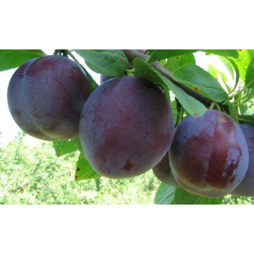 Слива Стартовая (борд-фиолетовая) 1 год, С4