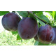 Слива Стартовая (борд-фиолетовая) 1 год, С4