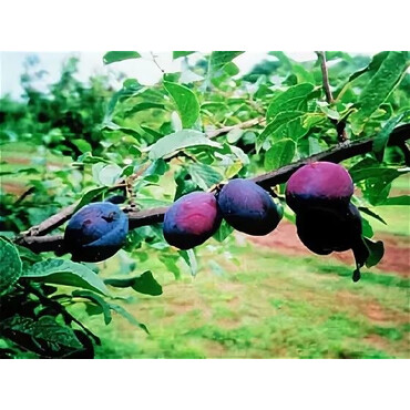 Слива Виолетта (темно-синяя, чернослив) 1 год, С4