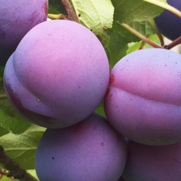 Слива Заречная ранняя (т-фиолетовая) 1 год, С4