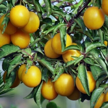 Слива Вашингтон (желтая) 2 года, С7