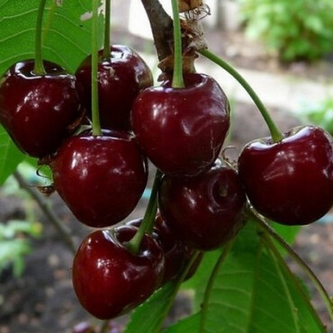 Черешня Тютчевка 1 год, С4