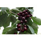 Черешня Ревна (темно-красная) 2 год, С4
