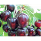 Черешня Речица (темно-красная) 2 год, С4
