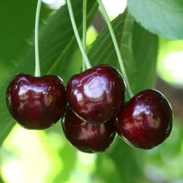 Черешня Одринка (темно-красная) 2 года, С4