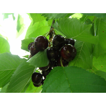 Черешня Ипуть (черная) 3-4 года, С7