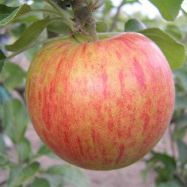 Яблоня летняя Орлинка 1 год, С4