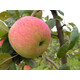 Яблоня летняя Мелба 3 года, С7