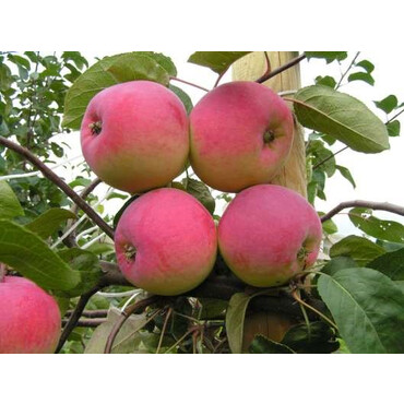 Яблоня осенняя Ред фри 2 года, С7