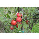 Яблоня зимняя Хани крисп 2 года, С7