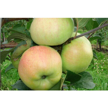 Яблоня зимняя Богатырь 4-5 год, С15