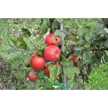 Яблоня зимняя Хани крисп 3 года, С7