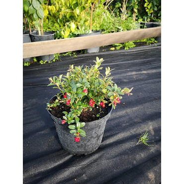 Брусника Коралл, С3