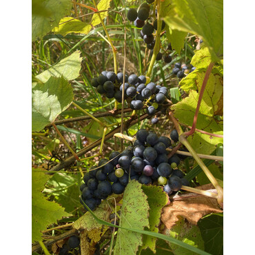 Виноград Изабелла, С4