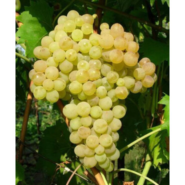 Виноград Кишмиш , С4