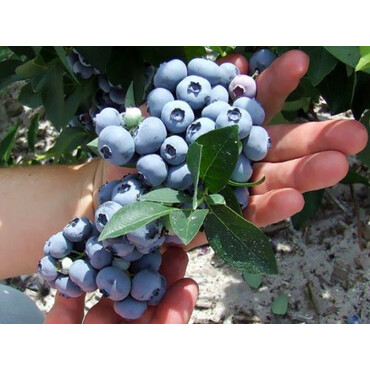 Голубика Хана Чойс 4 года, С5