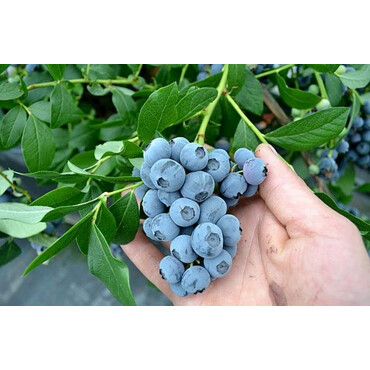 Голубика Патриот 5 лет, С7.5