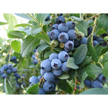 Голубика Блюкроп 5 лет, С7.5