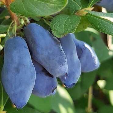 Жимолость съедобная Голубой банан (Blue banana), С3 New