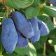 Жимолость съедобная Голубой банан (Blue banana), С3 New