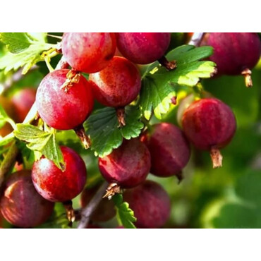 Крыжовник Розовый, С3