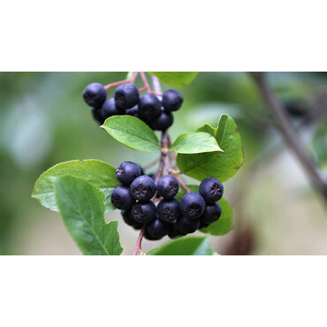 Рябина черноплодная (Арония черноплодная), С5