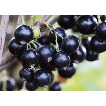 Смородина черная Селеченская-2, С5