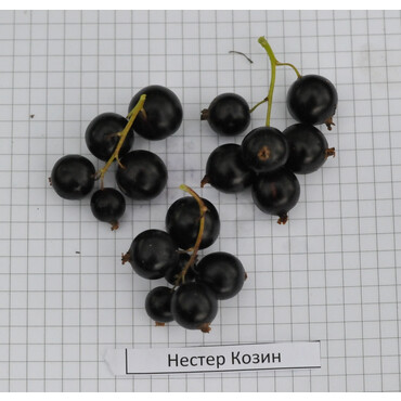 Смородина черная Нестер козин, С5