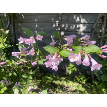 Вейгелла Ева Ратки, С5