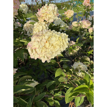 Гортензия метельчатая 